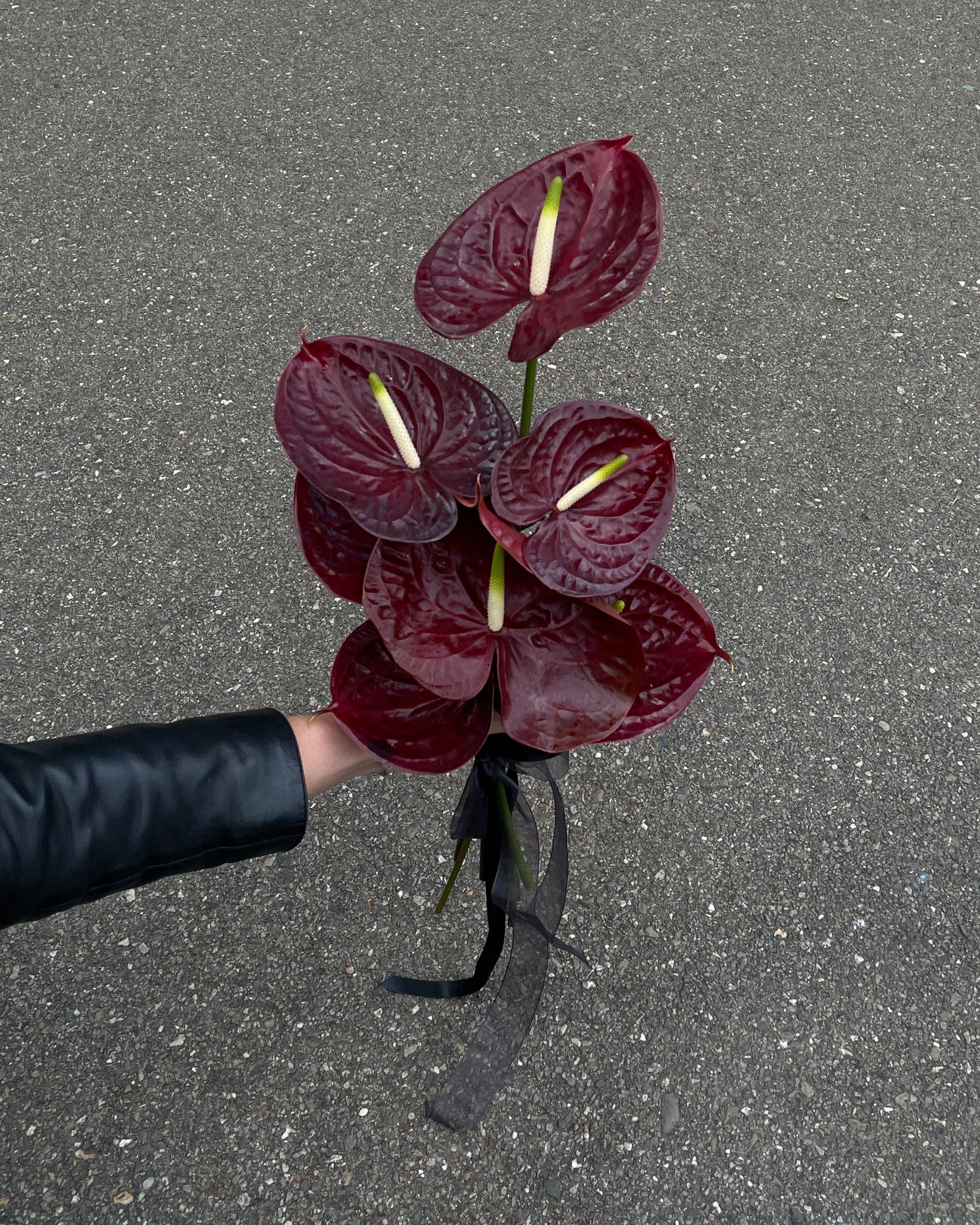 GLOSS ā ANTHURIUM