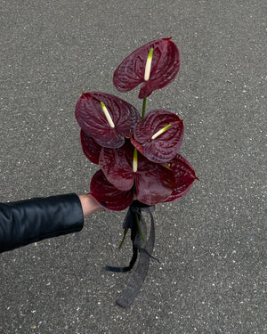 GLOSS — ANTHURIUM